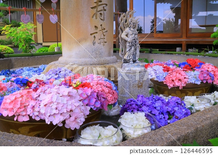 三室戶寺(京都府宇治市)淨水屋的繡球花 三室戶寺(京都府宇治市)淨水屋的繡球花 126446595