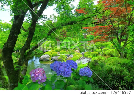 三室戶寺池塘裡盛開的繡球花(京都府宇治市) 三室戶寺池塘裡盛開的繡球花(京都府宇治市) 126446597