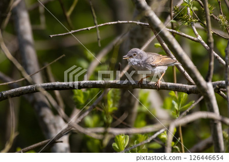 Common Whitethroat, Sylvia communis Common Whitethroat, Sylvia communis 126446654