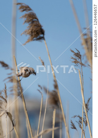 Bearded tit (Panurus biarmicus) spring time Bearded tit (Panurus biarmicus) spring time 126446657