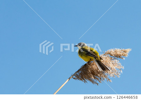 Yellow wagtail Wagtail (Motacilla flava) Small bird 126446658