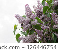 Lilacs blooming under a cloudy sky 126446754
