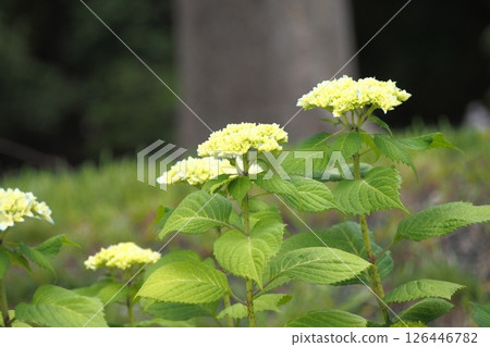 繡球花從現在開始 126446782