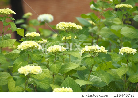 繡球前著色 126446785