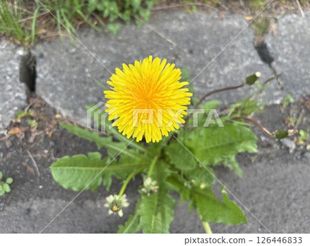 蒲公英開出像太陽一樣大的花朵 126446833