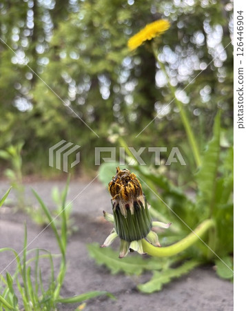 Dandelion flowers and buds Dandelion flowers and buds 126446904