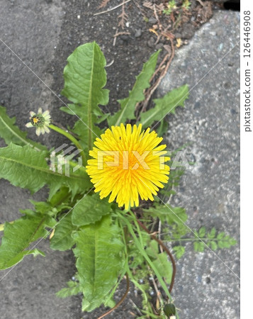一朵開著太陽大小花朵的蒲公英 126446908