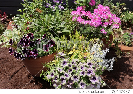 Petunia and herb geranium in a pot 126447087