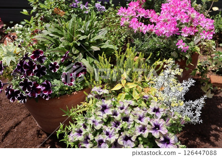 Petunia and herb geranium in a pot 126447088
