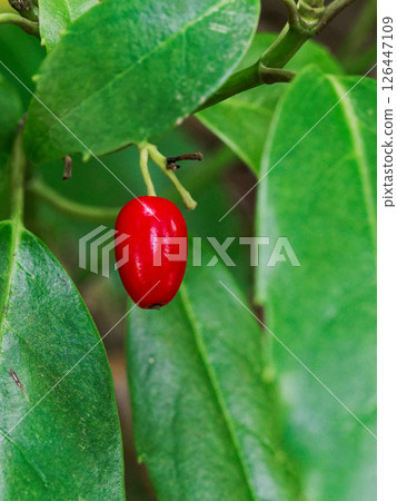 Red fruit of Aucuba japonica, native to Japan, Gallaceae family 126447109