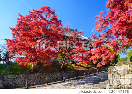 Stone pavement under autumn leaves at Konkai-Komyoji Temple Stone pavement under autumn leaves at Konkai-Komyoji Temple 126447178