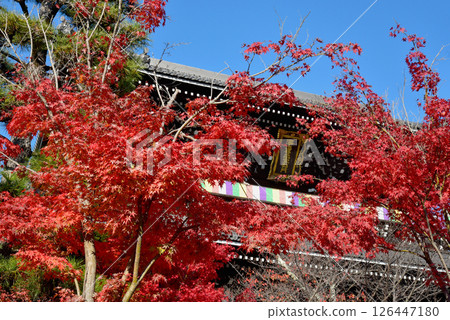 The gate of Konkai-Komyoji Temple stands out against the blue autumn sky The gate of Konkai-Komyoji Temple stands out against the blue autumn sky 126447180