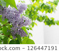 Cute lilac flower 126447191