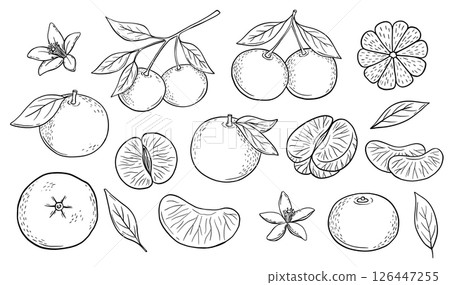 Hand drawn black and white sketch of tangerine fruit branch with leaves. Vector isolated monochrome illustrations set. Engraved style drawing. 126447255