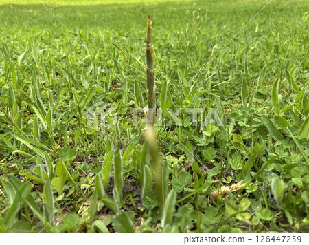 田野裡高聳的植物 田野裡高聳的植物 126447259