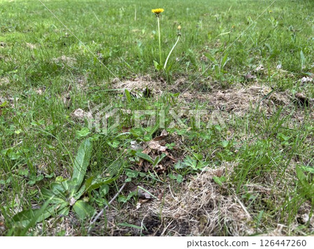 A field and a single towering dandelion 126447260