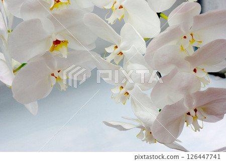 White butterfly orchid White butterfly orchid 126447741