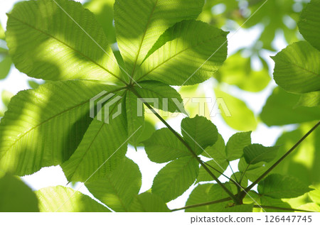 Fresh green leaves of horse chestnut tree (2) Fresh green leaves of horse chestnut tree (2) 126447745
