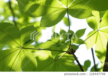 Fresh green leaves of horse chestnut tree 126447746