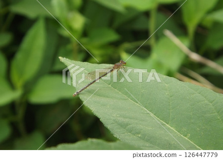 A female damselfly resting on a leaf 126447779