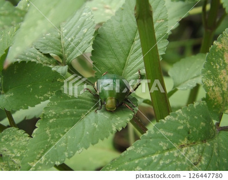 A grasshopper on a leaf A grasshopper on a leaf 126447780