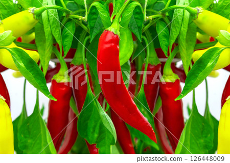Red and yellow chili peppers growing on plant 126448009