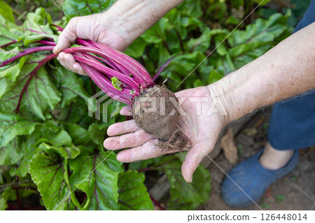 Farmer holding freshly harvested beetroot in garden Farmer holding freshly harvested beetroot in garden 126448014