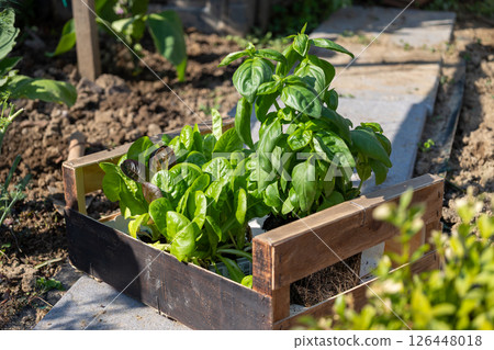 Fresh basil and lettuce growing in wooden crate in garden Fresh basil and lettuce growing in wooden crate in garden 126448018
