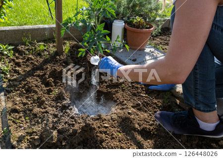 Gardener fertilizing tomato plant in vegetable garden 126448026