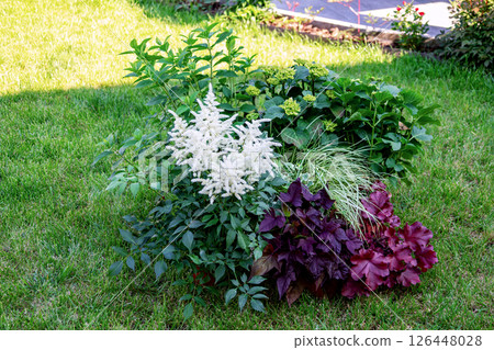 White astilbe, hydrangea, ornamental grass and heuchera growing in pots on green lawn 126448028