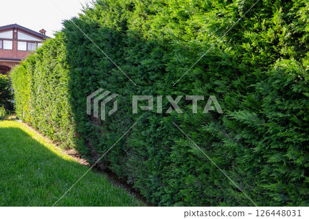 Well maintained green hedge separating garden from house Well maintained green hedge separating garden from house 126448031