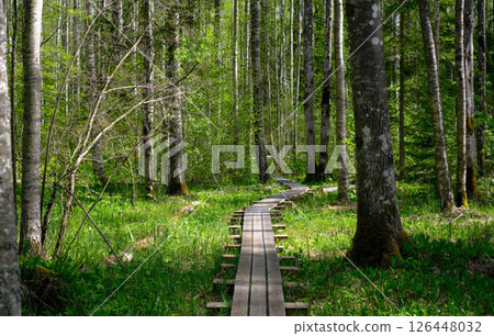 Wooden boardwalk path winding through a lush green forest during spring or summer Wooden boardwalk path winding through a lush green forest during spring or summer 126448032