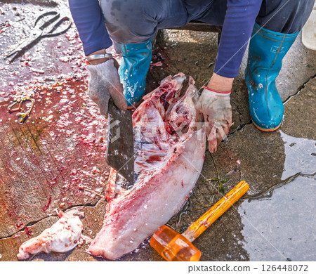 Fishermen handling fresh large fish at the dock Fishermen handling fresh large fish at the dock 126448072