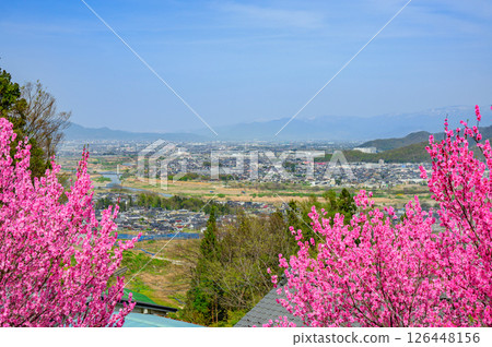Peach blossoms and Zenkoji Plain [Chikuma City] 126448156