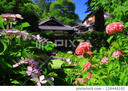 Hydrangeas blooming in the garden of the former Mitsui family Shimogamo villa (Sakyo Ward, Kyoto City) 126448192