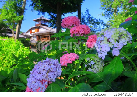 舊三井家下鴨別邸庭院裡盛開的繡球花（京都市左京區） 126448194