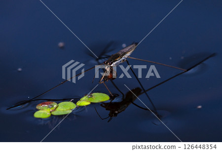 bug common pond skater or common water strider Gerris sitting on a water holding its prey in jaws 126448354