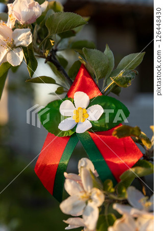 Apple flower ribbon with flag of Belarus, red and green colors, during Belarus Independence Day 126448430