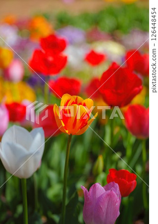  Colorful tulips 126448454