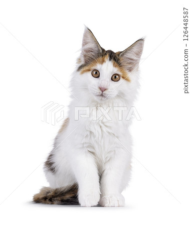 maine Coon cat kitten on white background maine Coon cat kitten on white background 126448587