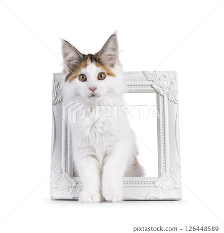 maine Coon cat kitten on white background 126448589