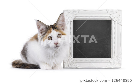 maine Coon cat kitten on white background maine Coon cat kitten on white background 126448590