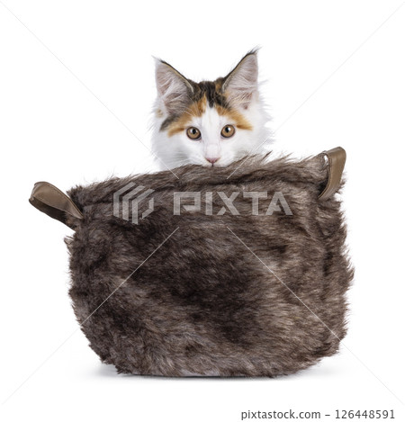 maine Coon cat kitten on white background maine Coon cat kitten on white background 126448591