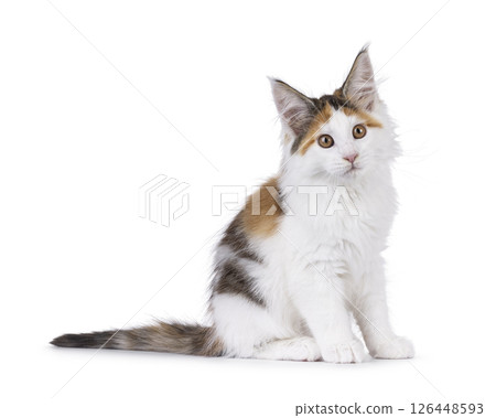 maine Coon cat kitten on white background maine Coon cat kitten on white background 126448593