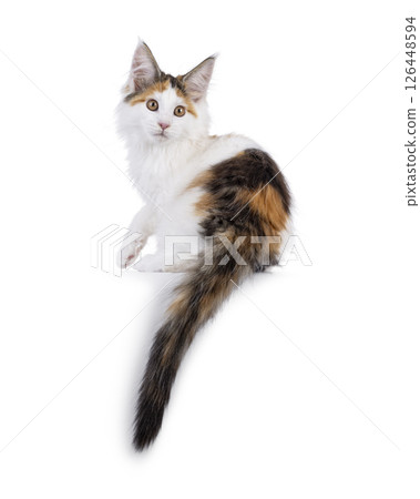 maine Coon cat kitten on white background 126448594