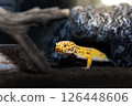Leopard gecko coming out of the house 126448606