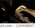 Leopard gecko climbing a tree 126448607