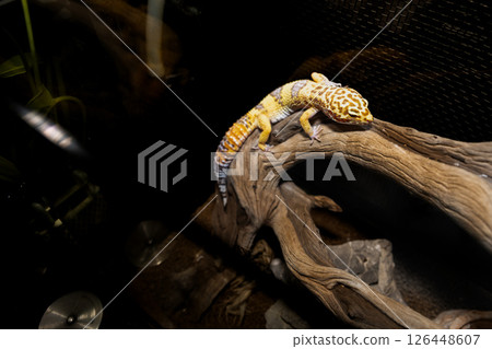 豹紋壁虎爬樹 126448607