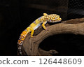 Leopard gecko climbing a tree 126448609
