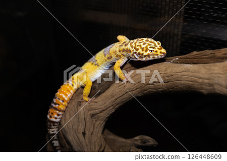 豹紋壁虎爬樹 126448609